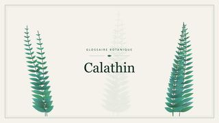 Illustration botanique stylisée du terme « Calathin » du glossaire