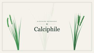Illustration botanique stylisée du terme « Calciphile » du glossaire