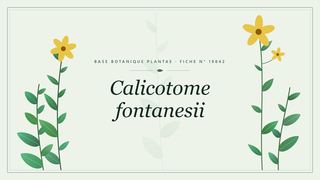 Planche botanique stylisée de Calicotome fontanesii