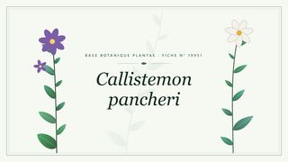 Planche botanique stylisée de Callistemon pancheri