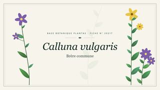 Planche botanique stylisée de Calluna vulgaris (Brère commune)