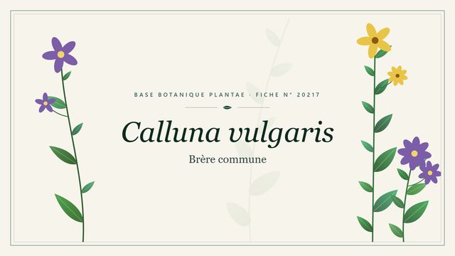Calluna vulgaris : l'essentiel Planche botanique stylisée de Calluna vulgaris (Brère commune)