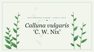 Planche botanique stylisée de Calluna vulgaris ‘C. W. Nix’