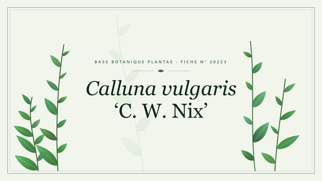 Calluna vulgaris c w nix : fiche descriptive et taxonomie Planche botanique stylisée de Calluna vulgaris ‘C. W. Nix’