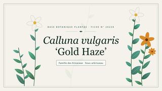Planche botanique stylisée de Calluna vulgaris ‘Gold Haze’, famille des Ericaceae