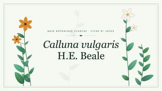 Planche botanique stylisée de Calluna vulgaris H.E. Beale