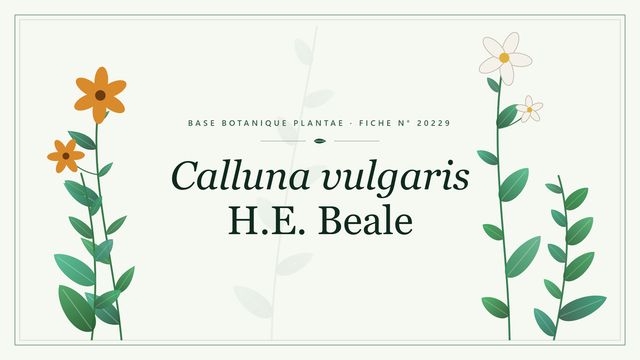 Calluna vulgaris H.E. Beale : la bruyère aux fleurs doubles rose Planche botanique stylisée de Calluna vulgaris H.E. Beale