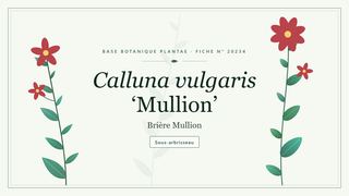 Planche botanique stylisée de Calluna vulgaris ‘Mullion’ (Brière Mullion)