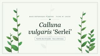 Planche botanique stylisée de Calluna vulgaris ‘Serlei’, famille des Ericacées