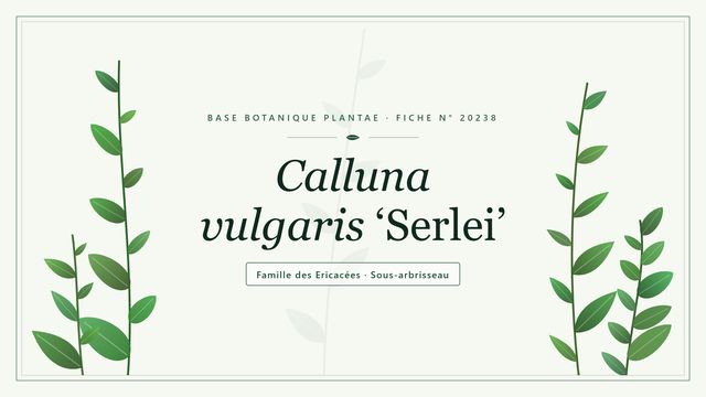 Calluna vulgaris serlei : notre analyse Planche botanique stylisée de Calluna vulgaris ‘Serlei’, famille des Ericacées