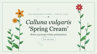 Planche botanique stylisée de Calluna vulgaris ‘Spring Cream’ (Brère à pousses crème printanières)