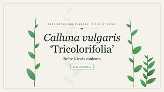 Planche botanique stylisée de Calluna vulgaris ‘Tricolorifolia’ (Brère à trois couleurs)