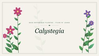 Planche botanique stylisée de Calystegia