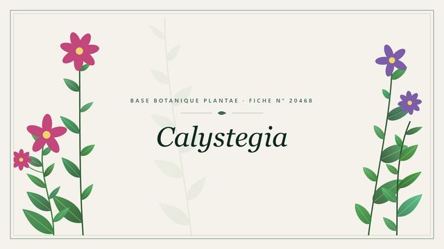 Calystegia : description, culture et usages ornementaux Planche botanique stylisée de Calystegia