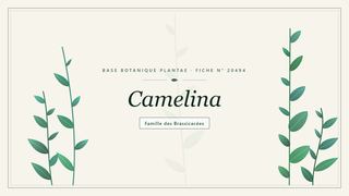 Planche botanique stylisée de Camelina, famille des Brassicacées
