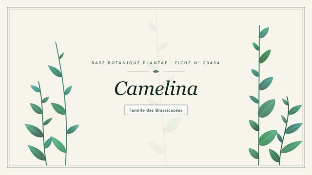 Camelina : conseils et analyse Planche botanique stylisée de Camelina, famille des Brassicacées