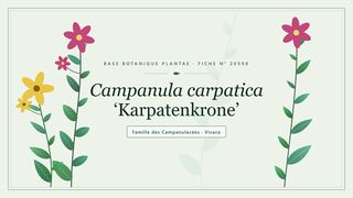 Planche botanique stylisée de Campanula carpatica ‘Karpatenkrone’, famille des Campanulacées