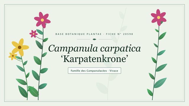 Campanula carpatica karpatenkrone Planche botanique stylisée de Campanula carpatica ‘Karpatenkrone’, famille des Campanulacées