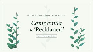 Planche botanique stylisée de Campanula × ‘Pechlaneri’, famille des Campanulacées