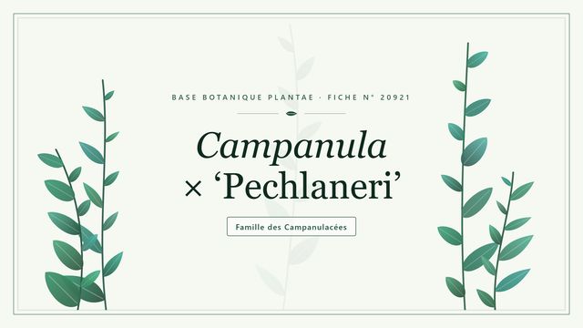 Campanula × pechlaneri : points clés Planche botanique stylisée de Campanula × ‘Pechlaneri’, famille des Campanulacées
