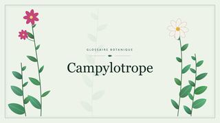Illustration botanique stylisée du terme « Campylotrope » du glossaire