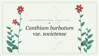 Planche botanique stylisée de Canthium barbatum var. societense