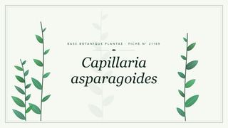 Planche botanique stylisée de Capillaria asparagoides