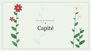Illustration botanique stylisée du terme « Capité » du glossaire
