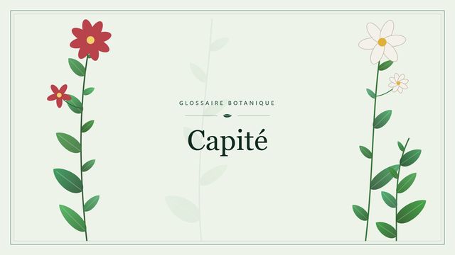 Capité : les bases Illustration botanique stylisée du terme « Capité » du glossaire