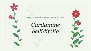 Planche botanique stylisée de Cardamine bellidifolia