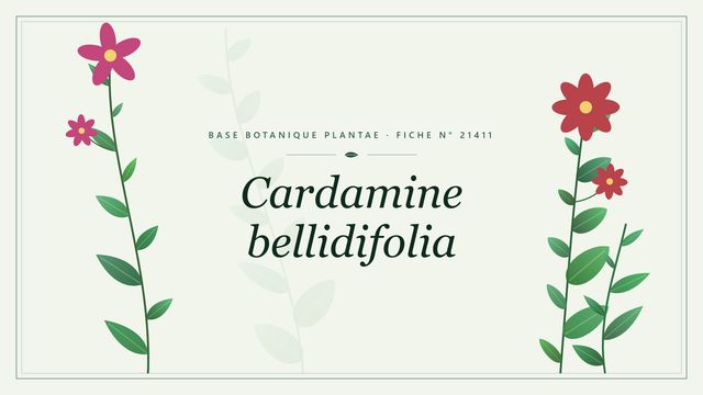 Cardamine bellidifolia : fiche descriptive et taxonomie Planche botanique stylisée de Cardamine bellidifolia