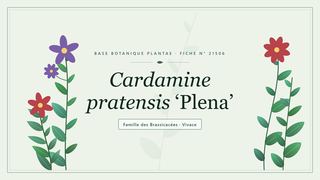 Planche botanique stylisée de Cardamine pratensis ‘Plena’, famille des Brassicacées