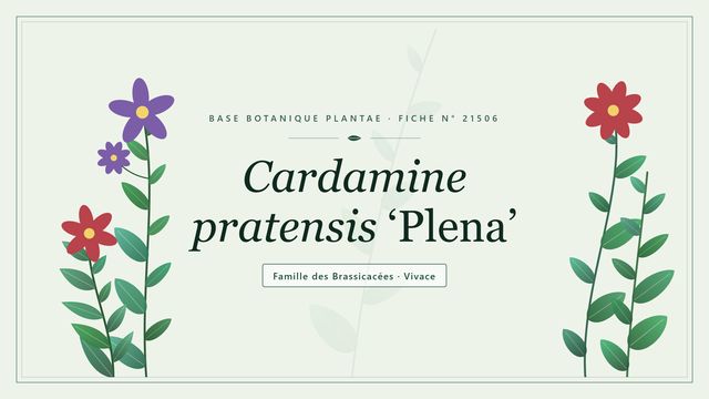 Cardamine pratensis plena : panorama Planche botanique stylisée de Cardamine pratensis ‘Plena’, famille des Brassicacées