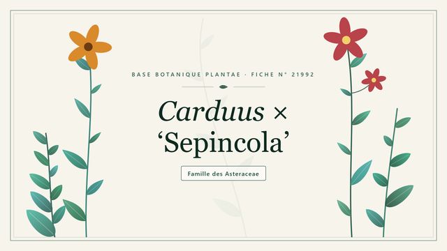 Carduus × sepincola : reconnaître ce chardon hybride naturel Planche botanique stylisée de Carduus × ‘Sepincola’, famille des Asteraceae