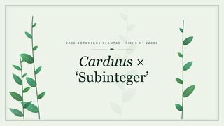 Planche botanique stylisée de Carduus × ‘Subinteger’