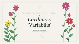 Planche botanique stylisée de Carduus × ‘Variabilis’, famille des Astéracées
