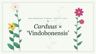 Planche botanique stylisée de Carduus × ‘Vindobonensis’