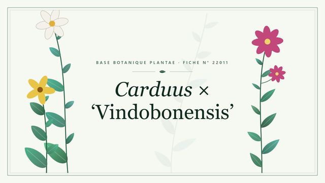 Carduus × vindobonensis : fiche descriptive et taxonomie Planche botanique stylisée de Carduus × ‘Vindobonensis’
