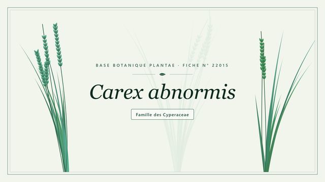 Carex abnormis : tout comprendre Planche botanique stylisée de Carex abnormis, famille des Cyperaceae