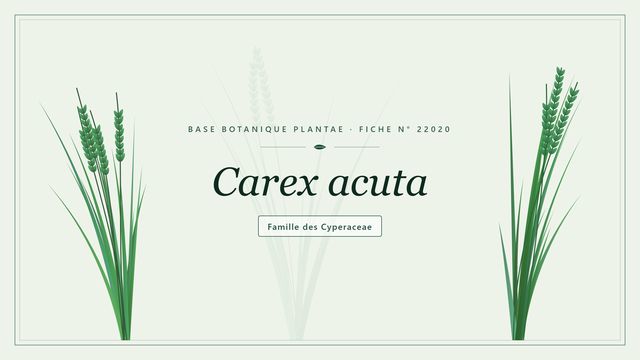 Carex acuta : décryptage Planche botanique stylisée de Carex acuta, famille des Cyperaceae