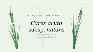 Planche botanique stylisée de Carex acuta subsp. nutans, famille des Cypéracées