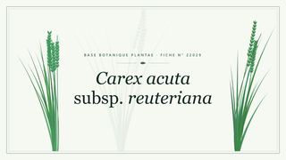 Planche botanique stylisée de Carex acuta subsp. reuteriana