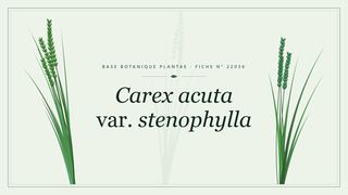 Planche botanique stylisée de Carex acuta var. stenophylla