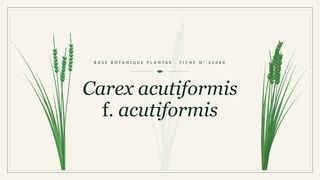 Planche botanique stylisée de Carex acutiformis f. acutiformis