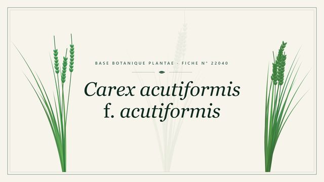 Carex acutiformis f acutiformis : fiche descriptive et taxonomie Planche botanique stylisée de Carex acutiformis f. acutiformis