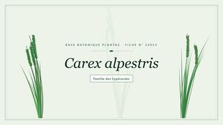 Planche botanique stylisée de Carex alpestris, famille des Cypéracées