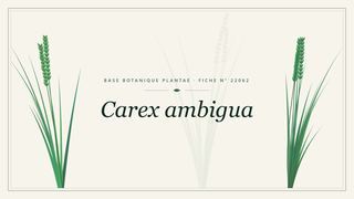 Planche botanique stylisée de Carex ambigua