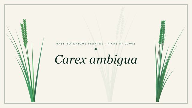 Carex ambigua : fiche descriptive et taxonomie Planche botanique stylisée de Carex ambigua
