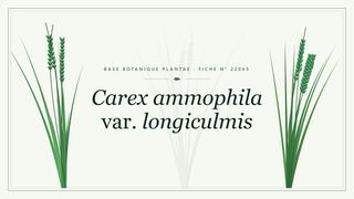 Planche botanique stylisée de Carex ammophila var. longiculmis