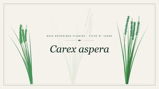 Planche botanique stylisée de Carex aspera